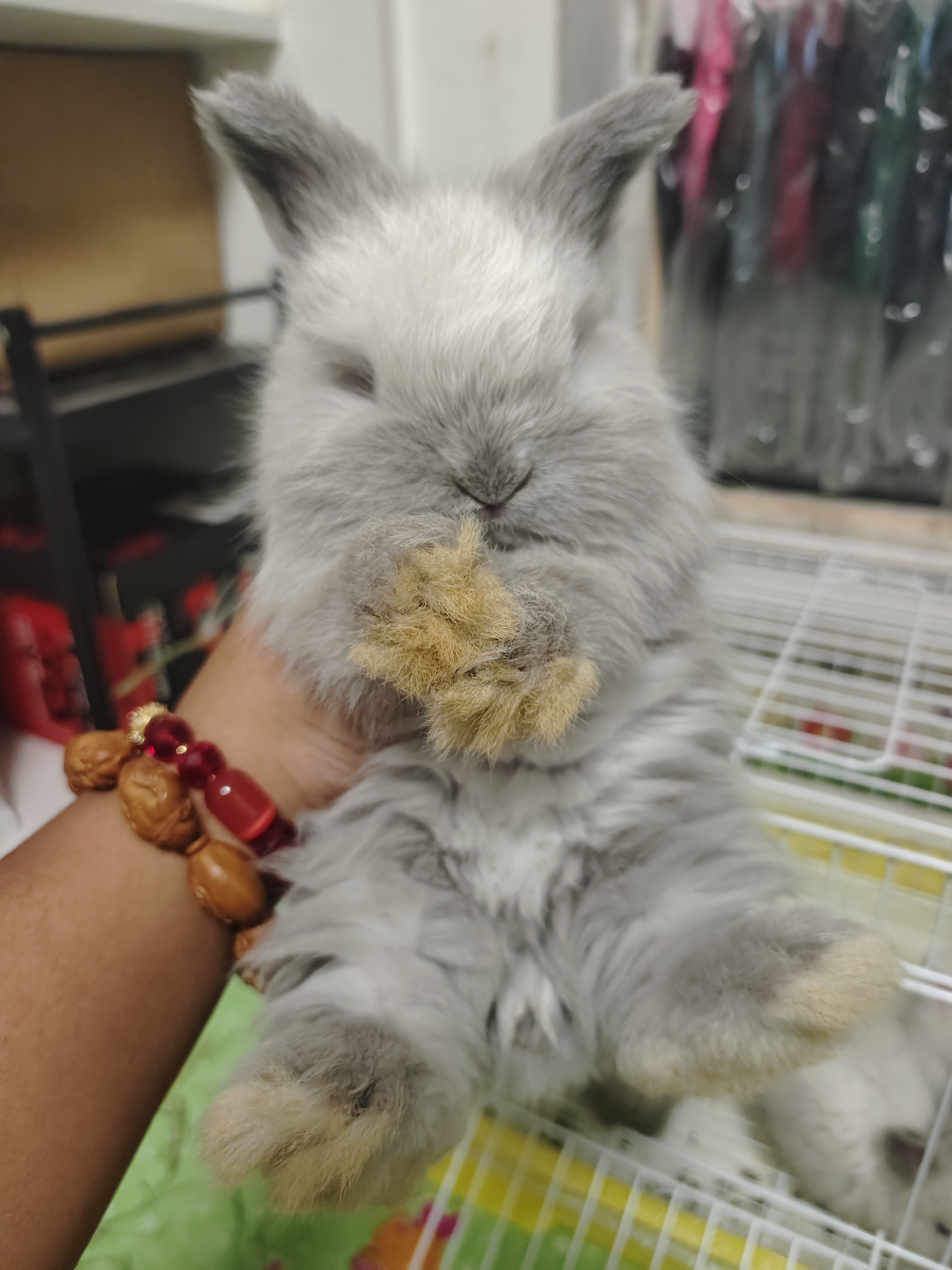 双血熊版安哥拉兔崽重点梦幻暹罗色